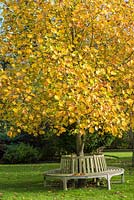 Liriodendron tulipifera - Tulip tree with tree seat