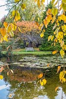 Autumn trees including Prunus - Japanese cherry tree reflected in naturalistic pond with water lilies