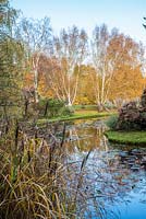 Betula var. jacquemontii - Silver Birch with autumn colours reflected in naturalistic pool with waterlilies