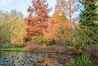 Taxodium distichum and Metasequoia glyptostroboides in autumn reflected in naturalistic pool with water lilies