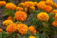 Tagetes erecta 'Antigua Orange'  African Marigold