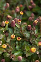 Acmella oleracea  - Toothache plant, Paracress, Sichuan Buttons, Buzz Buttons, Tingflowers, Electric Daisy