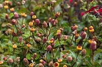 Acmella oleracea - Toothache plant, Paracress, Sichuan Buttons, Buzz Buttons, Tingflowers, Electric Daisy