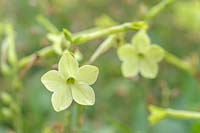 Nicotiana alata 'Lime Green' - Flowering Tobacco