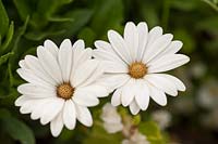 Osteospermum 'Bright Lights' - White African Daisy