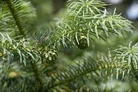 Cunninghamia lanceolata glauca - Chinese Fir - branches with cones 