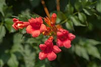 Flowering Campsis x tagliabuana 'Madame Galen'  - Trumpet Vine 