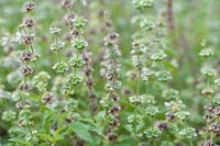 Ocimum basilicum - Basil