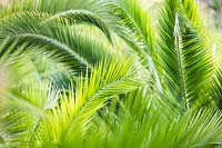 Phoenix dactylifera - Date Palm