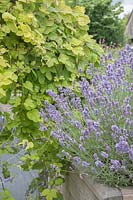 Wooden-planter with Lavandula angustifolia 'Blue Ice' - Lavender - near Humulus lupulus 'Aurea' Golden Hop 