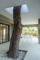 Trunk of Pinus halepensis - Aleppo Pine - has been incorporated into the architecture of house so it rises up through outdoor kitchen up to terrace