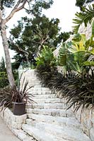 Flight of steps against retaining wall of a terrace, hand rail on one side and line of Phormium tenax 'Dark Brown' and Strelitzia nicolai on the other, 
Pinus halepensis - Aleppo Pine - nearby
