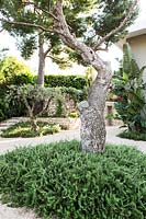 View over circular bed of Salvia rosmarinus Prostratus Group - Rosemary - under 
Pinus halepensis - Aleppo Pine - to gravel area and stone walls, Strelitzia nicolai near house wall