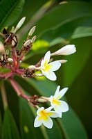 Plumeria Bianca - Frangipani 