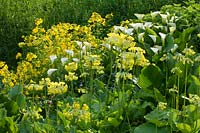 Bog planting of Zanthedeschia aethiopica and Primula veris - Cowslip
