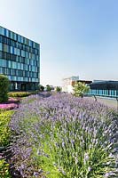 Roof terrace, with view along Lavandula officinaÃ¬is - Lavender - in bloom