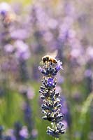 Bee on Lavandula officinalis - Lavender - in bloom