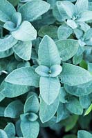 Salvia officinalis - Sage