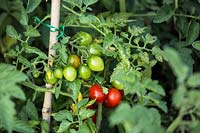 Tomato 'Big rio 2000', ripe and unripe fruit on plants supported by bamboo cane