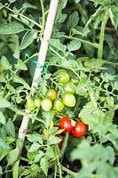Tomato 'Big Rio 2000', ripe and unripe fruits on plant trained up a bamboo cane