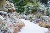 Path covered in snow surrounded by Carex flagellifera - Glen Murray Tussock Sedge, Pittosporum tenuifolium 'Tom Thumb', Cordyline australis, Astelia nervosa 'Westland', Astelia chathamica 