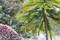 Wollemia nobilis - Wollemi Pine and Pittosporum tenuifolium 'Tom Thumb'