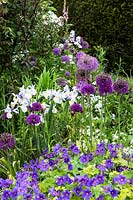 Mixed border with allium 'purple sensation' geranium magnificum, digitalis purpurea, hesperis matronalis 'alba', peonias, allium 0'christophii', iris and hosta sp. Urn garden. Glyndebourne. Uk