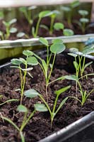 Ammi majus - Bullwort - Bishops weed seedlings