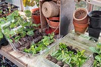 Plug plants on a greenhouse bench. 