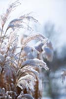 Miscanthus sinensis 'Gracillimus' - Eulalia, covered in snow in Winter.