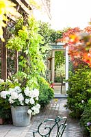 View of Italian terrace, with planting of Acer palmatum 'Bloodgood', Hydrangea arborescens 'Annabelle'  and Wisteria.
