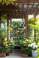 The big pergola, with Rosa 'Pierre de Ronsard', Hydrangea arborescens 'Annabelle', Hydrangea quercifolia, and Wisteria. 