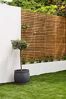 Modern garden with artificial lawn, potted olive tree and trellis fencing. 