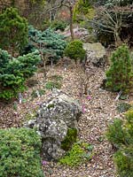 Miniature conifer and alpine garden with neatly labelled plants 