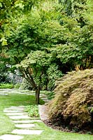 View of border with Acer japonicum 'Aconitifolium' and Acer palmatum ' Osakazuki'.