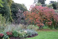 Autumnal borders and Prunus sargentii at Winterbourne Botanic Garden, Birmingham, UK. 