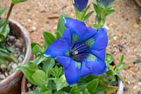 Gentiana acaulis - Stemless gentian