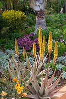 Aloe striatula at The Botanical gardens at Hotel Jardim Splendida, Canico, Madeira, Portugal. 