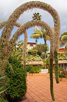 Agave attenuata - Foxtail agave at The Botanical gardens at Hotel Jardim Splendida, Canico, Madeira, Portugal. 