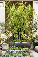 Large pot planted with Betula alba 'Youngii' and other foliage plants. 

