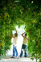 Young students pruning Wisteria.