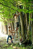 Pruning Cercidiphyllum japonicum