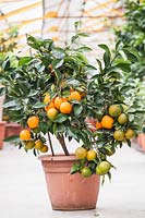 Citrus aurantium 'Frutto Liscio' - Smooth Bitter Orange - potted fruiting plant ready for sale in a nursery 