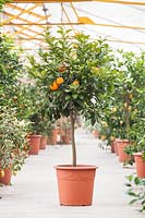 Standard Citrus aurantium - - Bitter Orange - pot-grown plants ready for sale in a nursery 