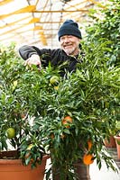 Nurseryman pruning pot-grown Citrus aurantium - Bitter Orange 