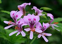 Pelargonium 'Mabel Grey' AGM - June