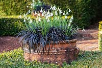 Galanthus 'James Backhouse' - Snowdrop - with Ophiopogon planiscapus 'Nigrescens' in a container 