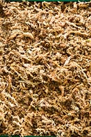 Dried Sphagnum Moss