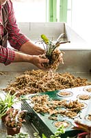 Wrapping plant rootball in Sphagnum Moss prior to inserting into module 