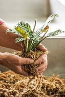 Wrapping plant rootball in Sphagnum Moss prior to planting 